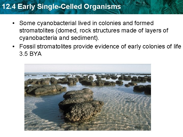 12. 4 Early Single-Celled Organisms • Some cyanobacterial lived in colonies and formed stromatolites