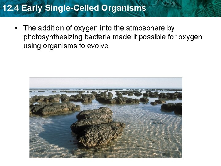 12. 4 Early Single-Celled Organisms • The addition of oxygen into the atmosphere by