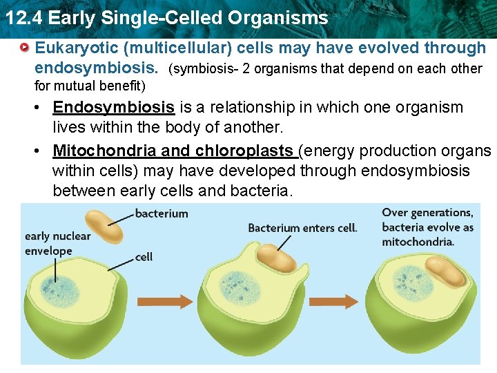 12. 4 Early Single-Celled Organisms Eukaryotic (multicellular) cells may have evolved through endosymbiosis. (symbiosis-