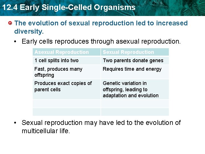 12. 4 Early Single-Celled Organisms The evolution of sexual reproduction led to increased diversity.