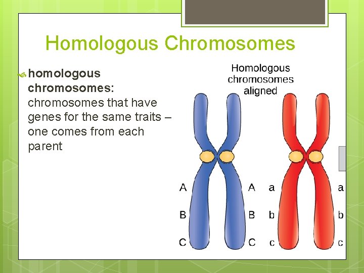 Homologous Chromosomes homologous chromosomes: chromosomes that have genes for the same traits – one