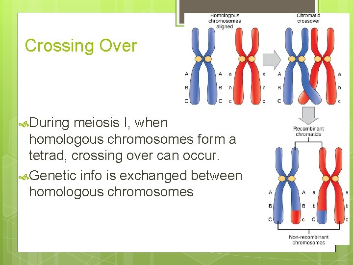 Crossing Over During meiosis I, when homologous chromosomes form a tetrad, crossing over can