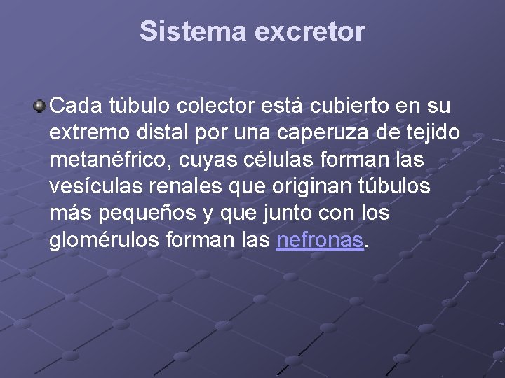 Sistema excretor Cada túbulo colector está cubierto en su extremo distal por una caperuza