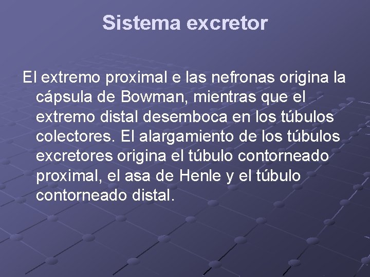 Sistema excretor El extremo proximal e las nefronas origina la cápsula de Bowman, mientras