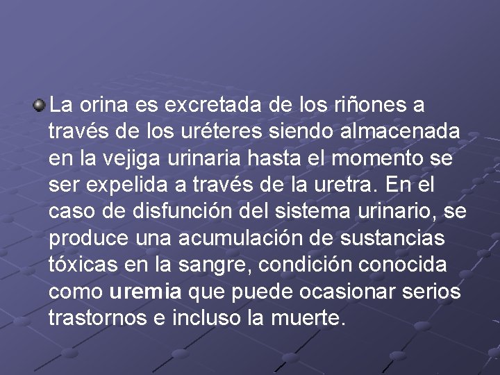 La orina es excretada de los riñones a través de los uréteres siendo almacenada