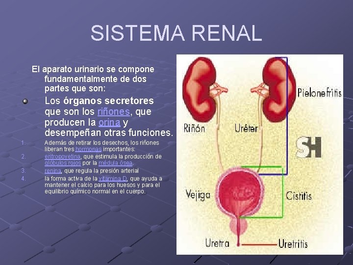 SISTEMA RENAL El aparato urinario se compone fundamentalmente de dos partes que son: Los