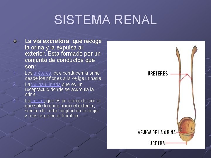 SISTEMA RENAL La vía excretora, que recoge la orina y la expulsa al exterior.