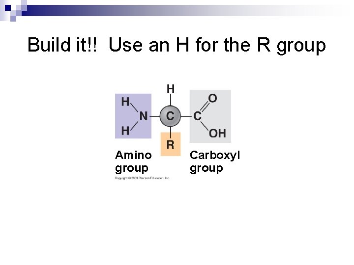 Build it!! Use an H for the R group Amino group Carboxyl group 