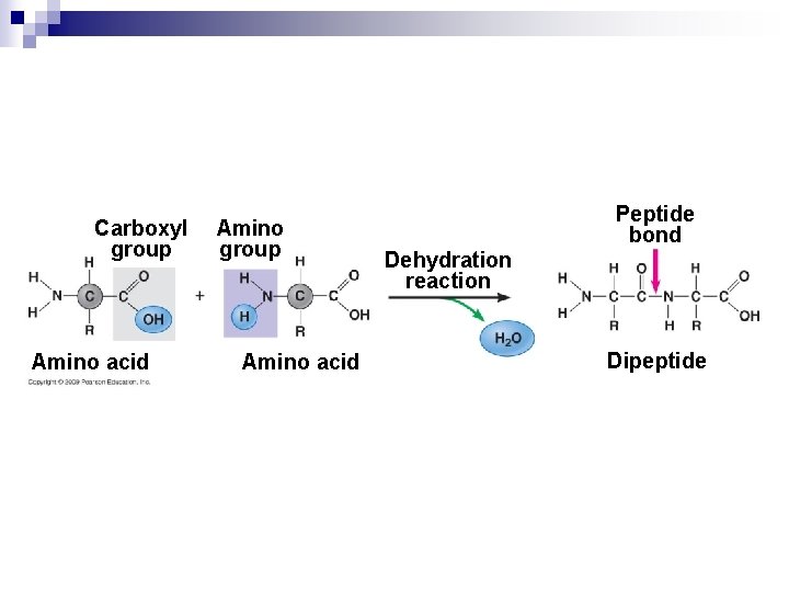 Carboxyl group Amino acid Amino group Amino acid Peptide bond Dehydration reaction Dipeptide 