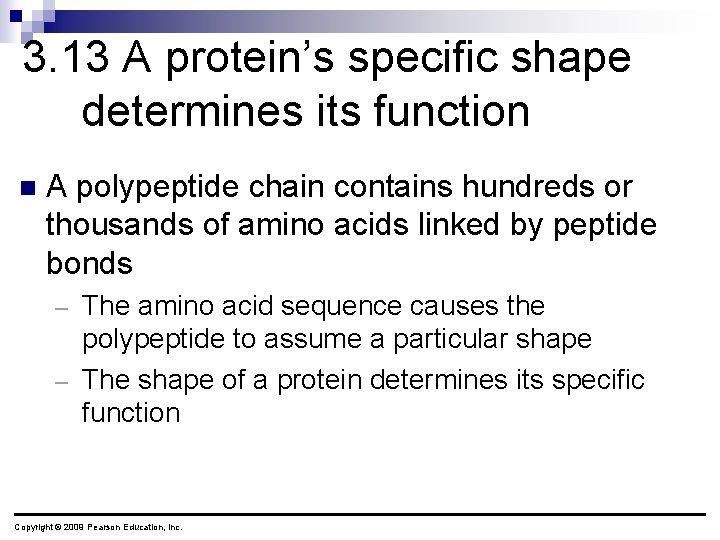 3. 13 A protein’s specific shape determines its function n A polypeptide chain contains
