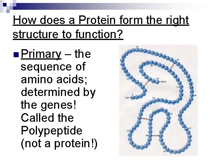 How does a Protein form the right structure to function? n Primary – the