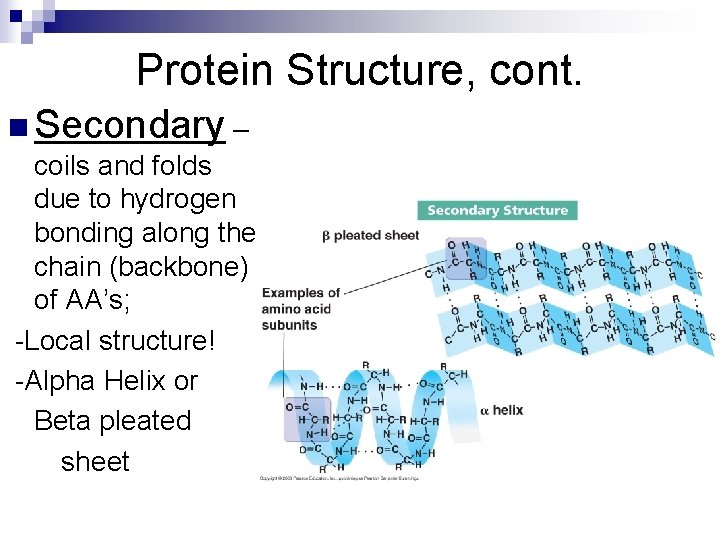 Protein Structure, cont. n Secondary – coils and folds due to hydrogen bonding along