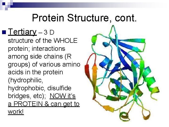 Protein Structure, cont. n Tertiary – 3 D structure of the WHOLE protein; interactions