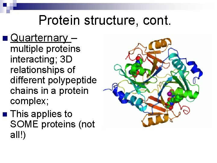 Protein structure, cont. n Quarternary – multiple proteins interacting; 3 D relationships of different