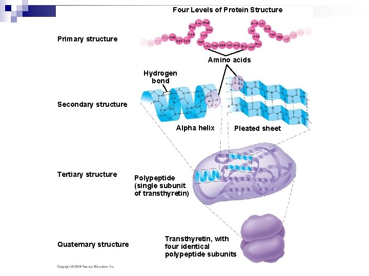 Four Levels of Protein Structure Primary structure Amino acids Hydrogen bond Secondary structure Alpha