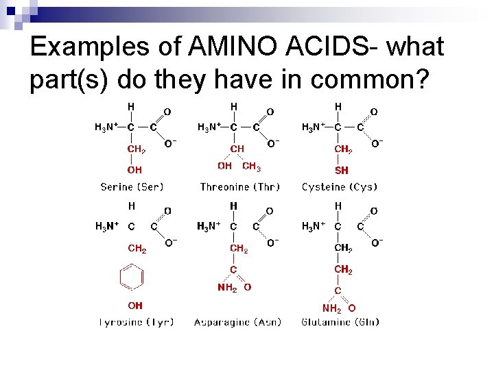 Examples of AMINO ACIDS- what part(s) do they have in common? 