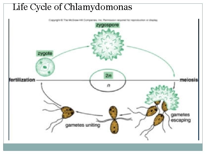 Life Cycle of Chlamydomonas 