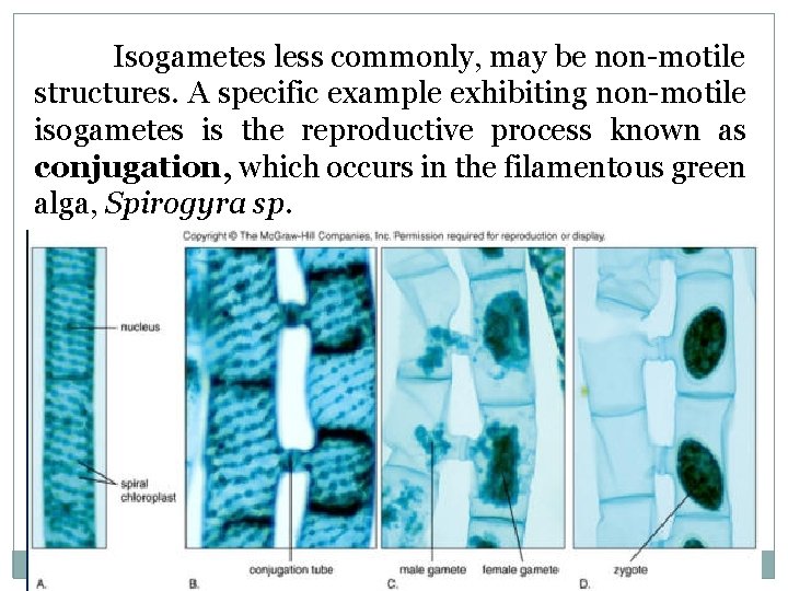 Isogametes less commonly, may be non-motile structures. A specific example exhibiting non-motile isogametes is