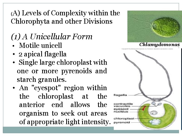 (A) Levels of Complexity within the Chlorophyta and other Divisions (1) A Unicellular Form