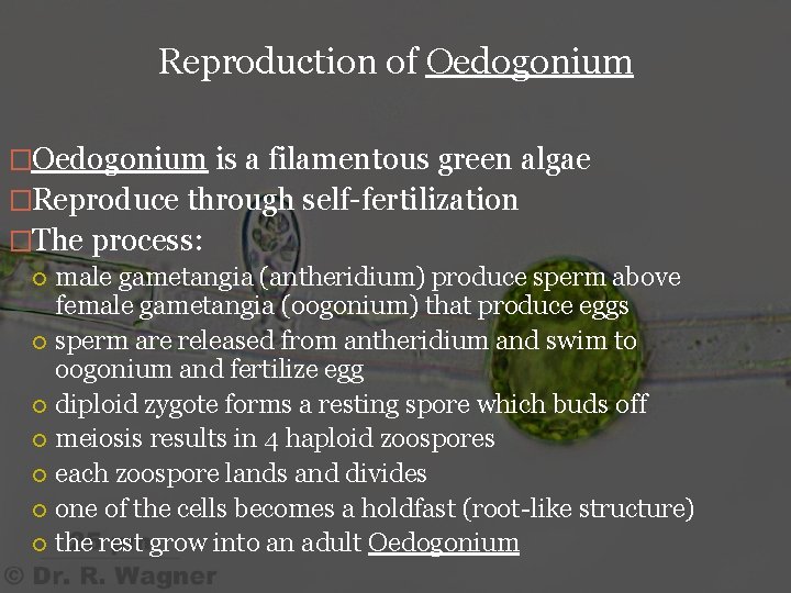 Reproduction of Oedogonium �Oedogonium is a filamentous green algae �Reproduce through self-fertilization �The process: