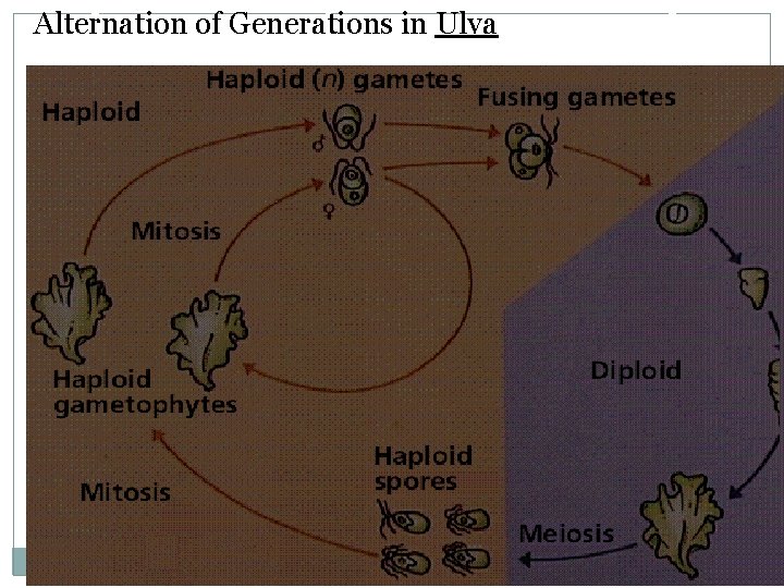 Alternation of Generations in Ulva 