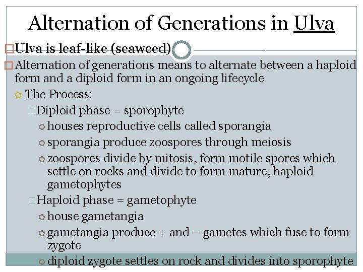 Alternation of Generations in Ulva �Ulva is leaf-like (seaweed) � Alternation of generations means