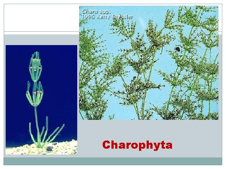 Charophyta 