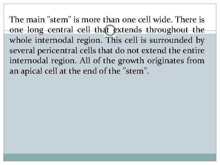 The main "stem" is more than one cell wide. There is one long central