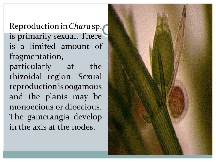 Reproduction in Chara sp. is primarily sexual. There is a limited amount of fragmentation,