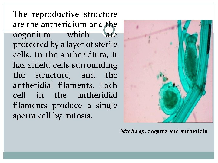 The reproductive structure are the antheridium and the oogonium which are protected by a