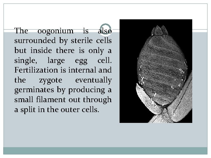 The oogonium is also surrounded by sterile cells but inside there is only a