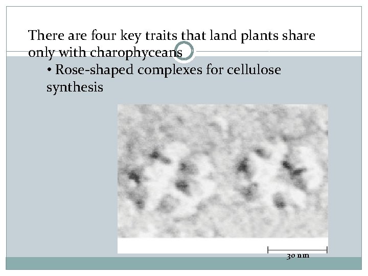 There are four key traits that land plants share only with charophyceans • Rose-shaped