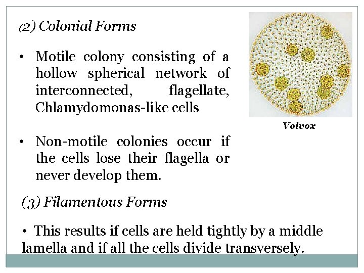 (2) Colonial Forms • Motile colony consisting of a hollow spherical network of interconnected,