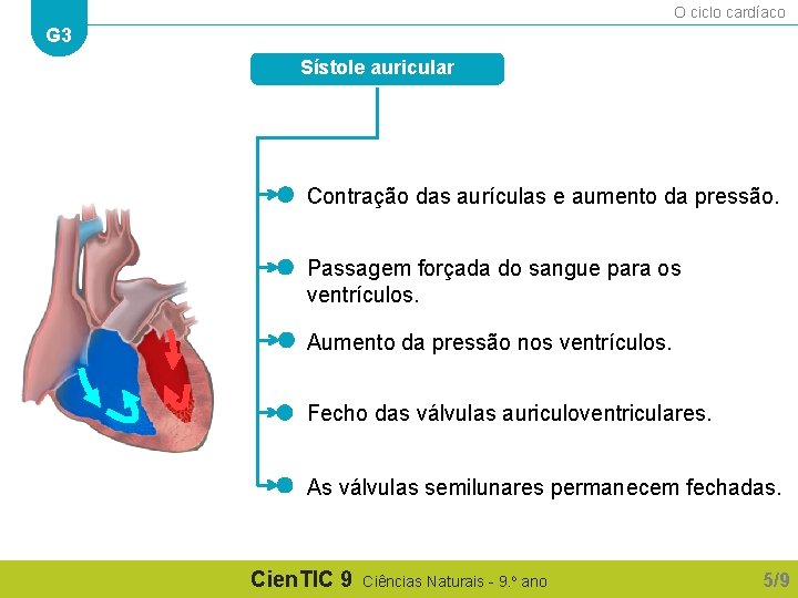 O ciclo cardíaco G 3 Sístole auricular Contração das aurículas e aumento da pressão.