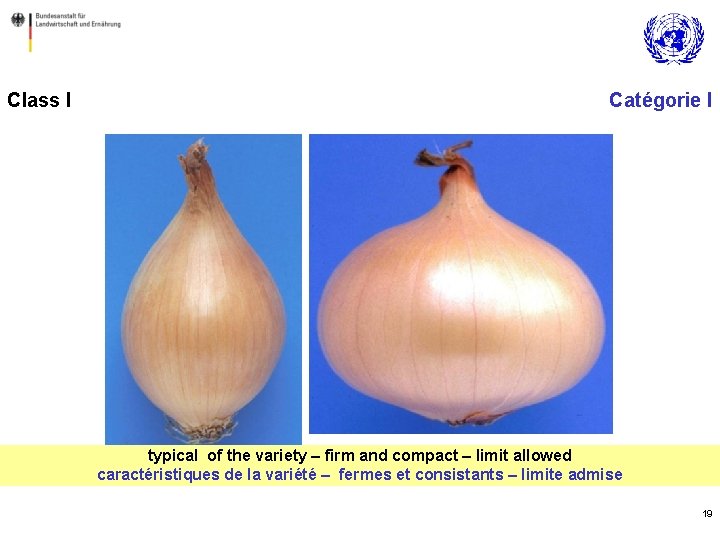 Class I Catégorie I typical of the variety – firm and compact – limit