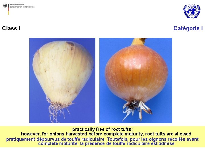 Class I Catégorie I practically free of root tufts; however, for onions harvested before