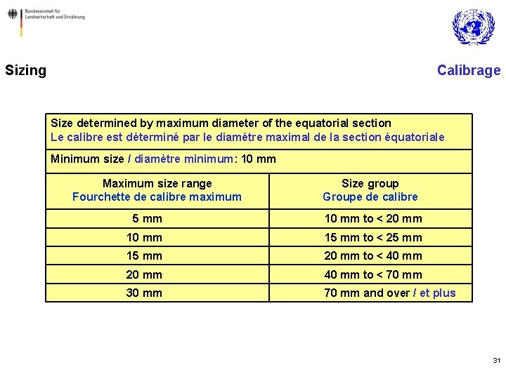 Sizing Calibrage Size determined by maximum diameter of the equatorial section Le calibre est