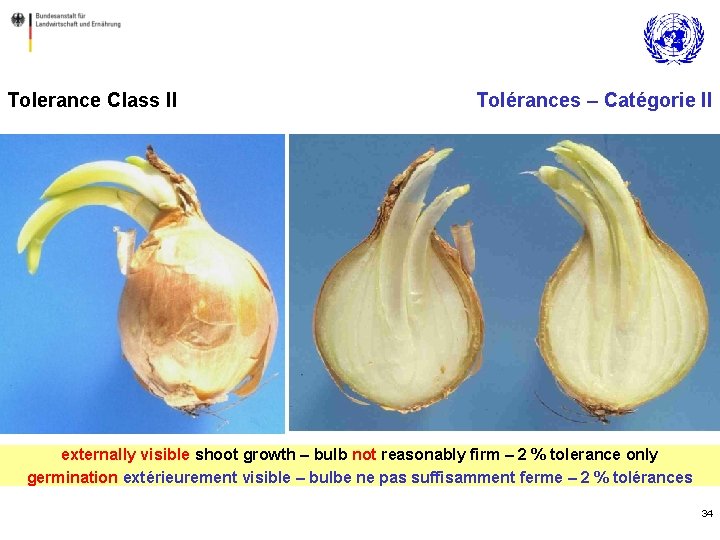 Tolerance Class II Tolérances – Catégorie II externally visible shoot growth – bulb not