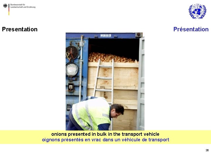 Presentation Présentation onions presented in bulk in the transport vehicle oignons présentés en vrac