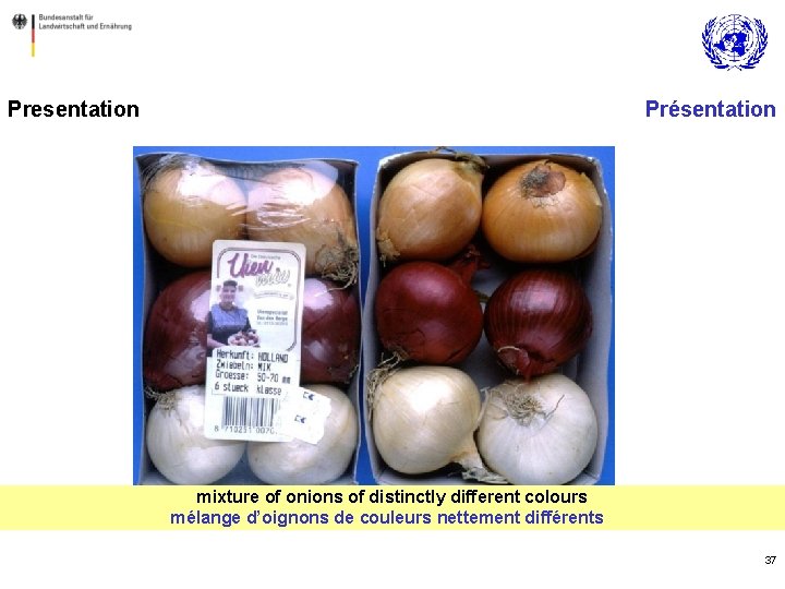 Presentation Présentation mixture of onions of distinctly different colours mélange d’oignons de couleurs nettement