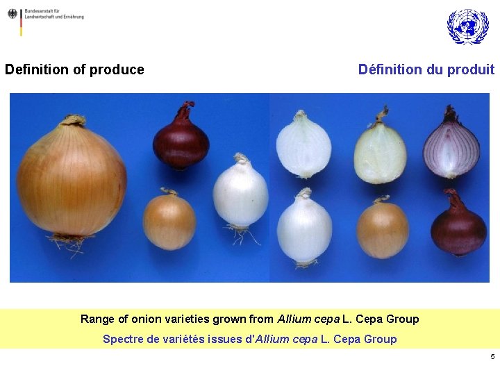 Definition of produce Définition du produit Range of onion varieties grown from Allium cepa