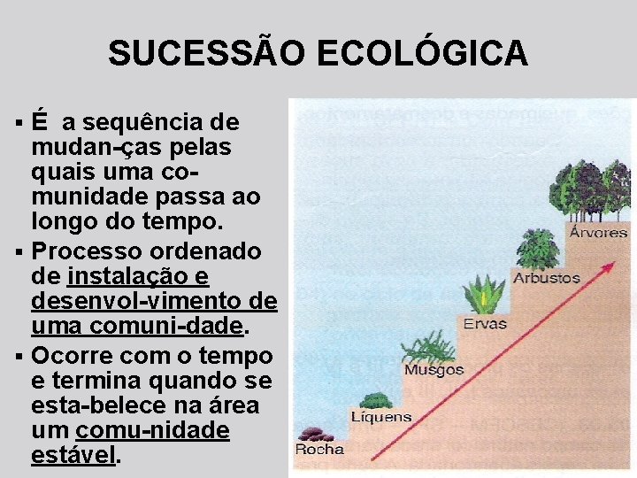 SUCESSÃO ECOLÓGICA É a sequência de mudan-ças pelas quais uma comunidade passa ao longo