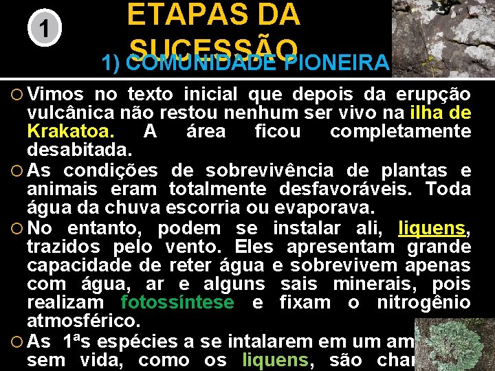 1 ETAPAS DA SUCESSÃO 1) COMUNIDADE PIONEIRA Vimos no texto inicial que depois da 1 ETAPAS DA SUCESSÃO 1) COMUNIDADE PIONEIRA Vimos no texto inicial que depois da