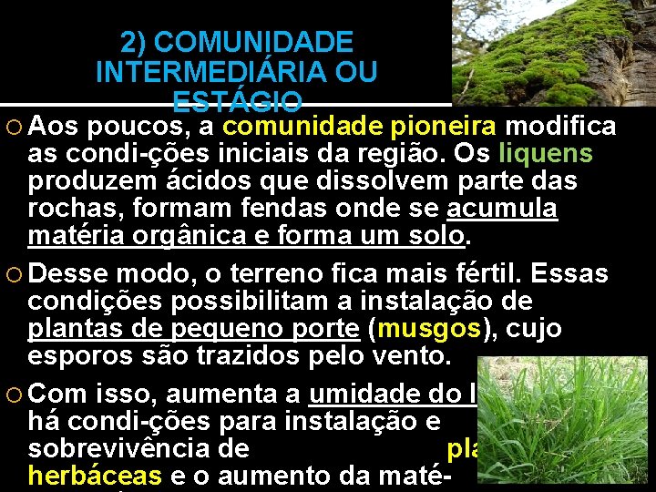 2) COMUNIDADE INTERMEDIÁRIA OU ESTÁGIO Aos poucos, a comunidade pioneira modifica as condi-ções iniciais