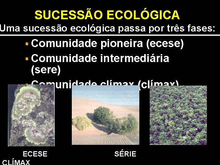 SUCESSÃO ECOLÓGICA Uma sucessão ecológica passa por três fases: § Comunidade pioneira (ecese) §