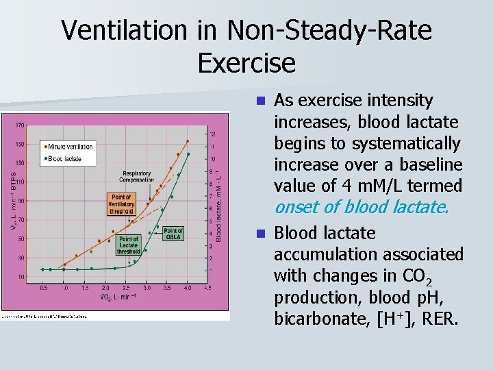 Ventilation in Non-Steady-Rate Exercise n As exercise intensity increases, blood lactate begins to systematically