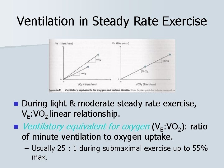 Ventilation in Steady Rate Exercise During light & moderate steady rate exercise, VE: VO