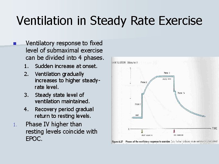 Ventilation in Steady Rate Exercise n Ventilatory response to fixed level of submaximal exercise