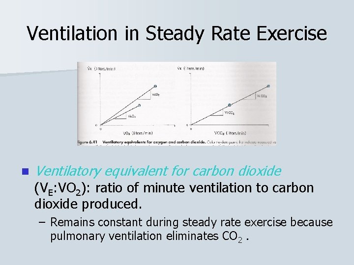 Ventilation in Steady Rate Exercise n Ventilatory equivalent for carbon dioxide (VE: VO 2):