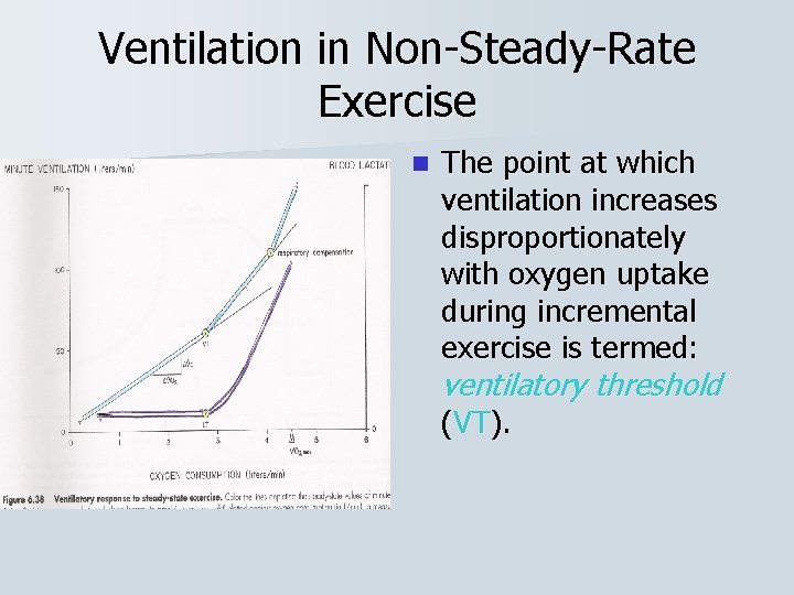 Ventilation in Non-Steady-Rate Exercise n The point at which ventilation increases disproportionately with oxygen